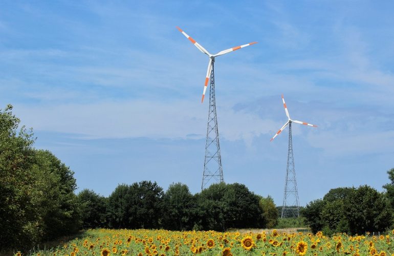 Campo de girassóis com turbinas eólicas, que ajudaram Portugal a bater o seu recorde de produção de eletricidade a partir de energias renováveis