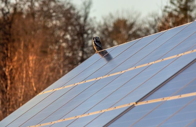 Coruja pousada sobre telhado equipado com painéis solares fotovoltaicos